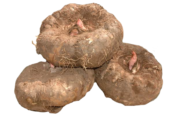 魔芋的营养价值及功效与作用_有什么好处与禁忌食用方法