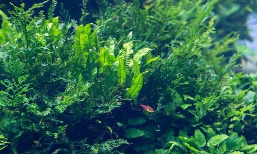 海藻的营养价值及功效与作用_有什么好处与禁忌食用方法