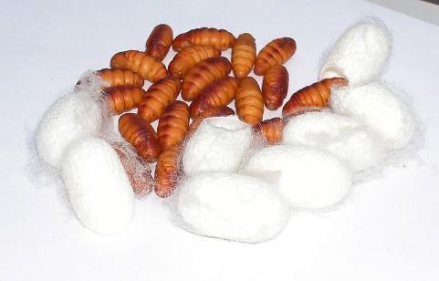 蚕蛹的营养价值及功效与作用_有什么好处与禁忌食用方法