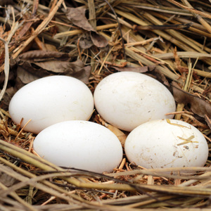 鹅蛋的营养价值及功效与作用_有什么好处与禁忌食用方法