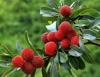 杨梅的营养价值及功效与作用_有什么好处与禁忌食用方法