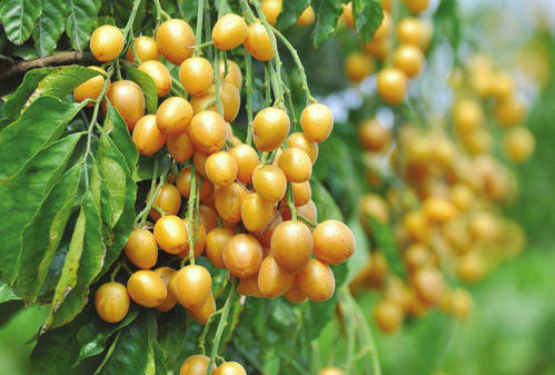 黄皮果的药用价值与功效-哪些人不能吃黄皮果