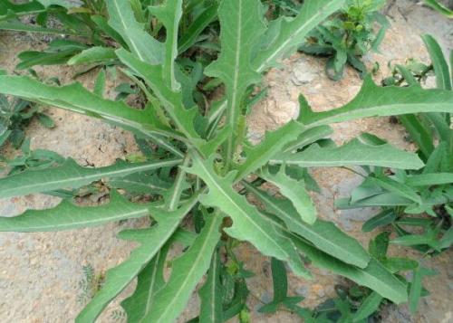 苦菜的药用价值与功效-哪些人不能吃苦菜