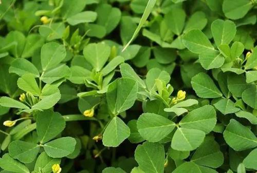 苜蓿的药用价值与功效-哪些人不能吃苜蓿