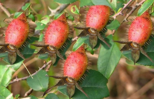 金樱子的药用价值与功效-哪些人不能吃