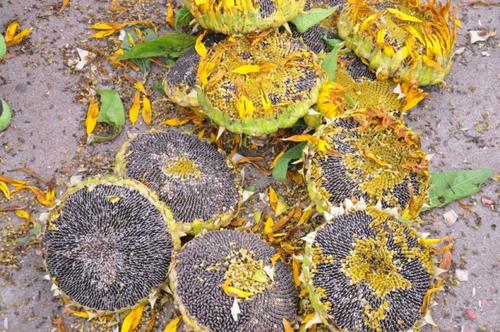 向日葵子的药用价值与功效-哪些人不能吃向日葵子