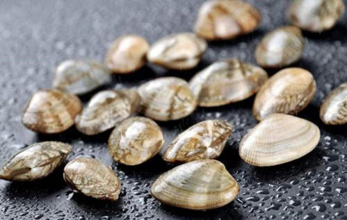 门冬蛤蜊的作用与功效、做法-壮骨强身功效与营养价值
