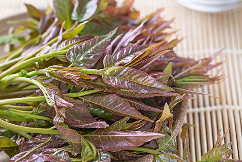 拌嫩香椿芽的作用与功效、做法-壮骨强身功效与营养价值