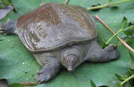 山茱丹皮炖甲鱼的作用与功效、做法-补肾壮阳功效与营养价值