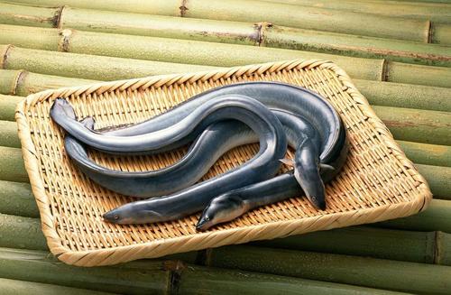 炖鳗孩子吃好吗？作用与功效、做法、营养价值