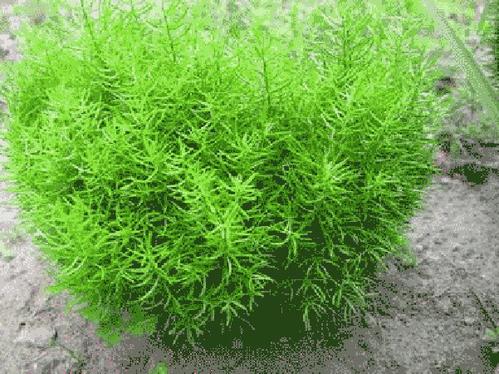 天门冬能补肾壮阳吗？壮阳作用与功效