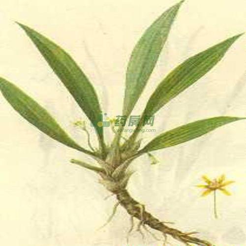 仙茅能补肾壮阳吗？壮阳作用与功效