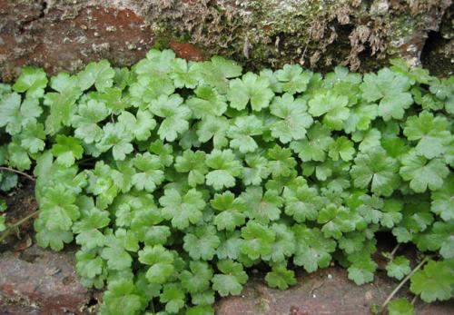 连钱草能补肾壮阳吗？壮阳作用与功效