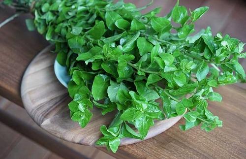 枸杞叶能补肾壮阳吗?壮阳作用与功效