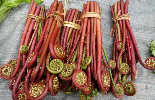 炝炒蕨菜三高高血压能吃吗？作用与功效、做法、营养价值