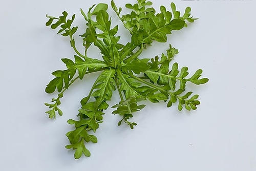 肉丝拌荠菜三高高血压能吃吗？作用与功效、做法、营养价值