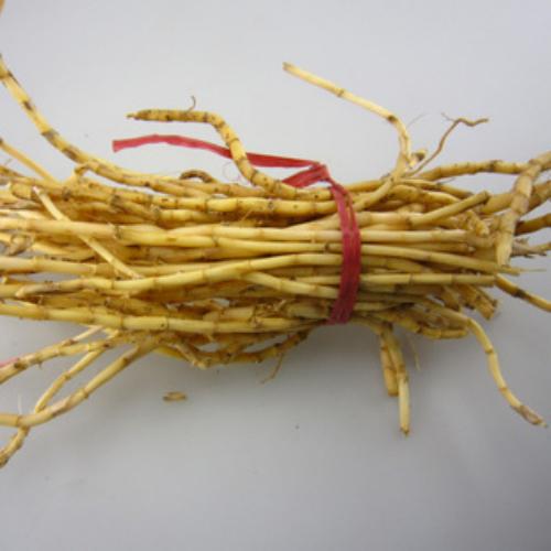 土通草能补肾壮阳吗？壮阳作用与功效