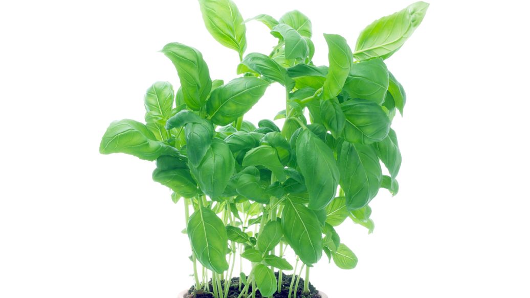 炒万年青能防癌抗癌吗-作用与功效、做法、营养价值