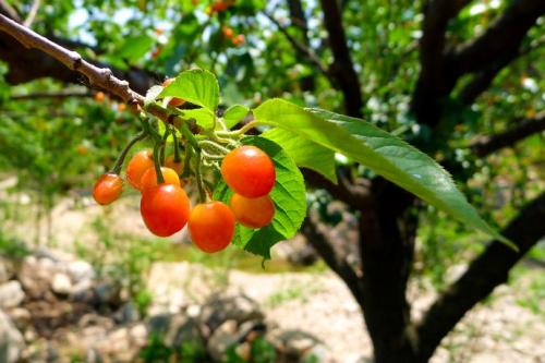 樱桃百合能防癌抗癌吗-作用与功效、做法、营养价值