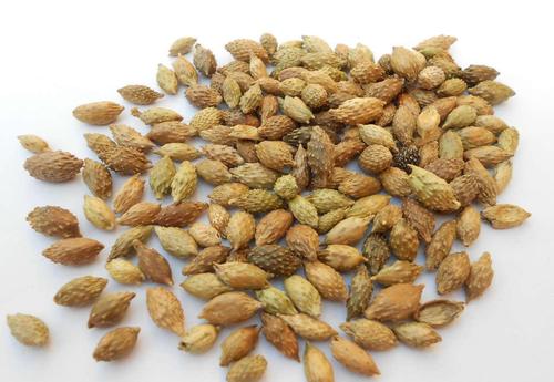 苍耳散的标准配方与用量-作用与功效