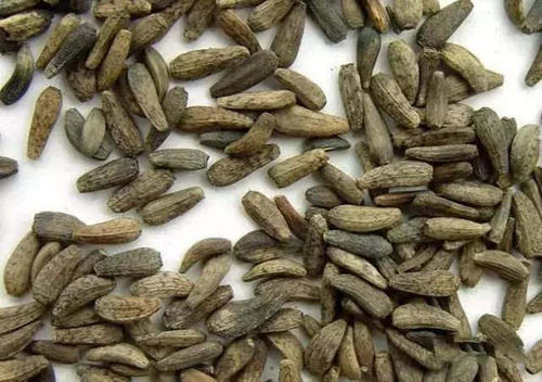 竹叶柳蒡汤的标准配方与用量-作用与功效