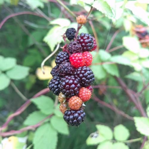 班秀文聚证治以疏肝解郁,理气消聚方的配方组成