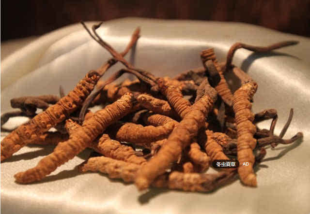 冬虫夏草、沙参治肺结核用法方法与经验