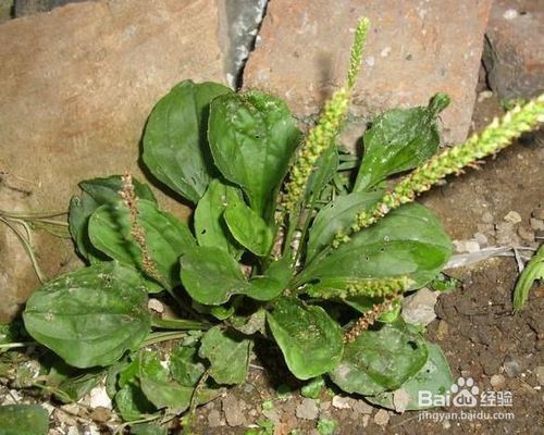 百合、夏枯草治疗失眠用法方法与经验