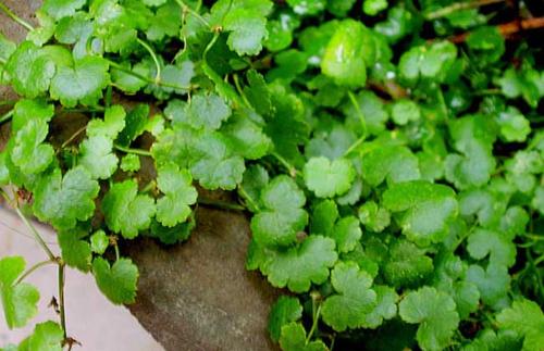 潘澄濂无黄疸型肝炎治疗方的配方组成、作用与功效、经验