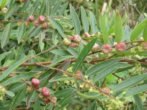 蒲辅周小儿消化不良虫积腹痛方三的配方组成