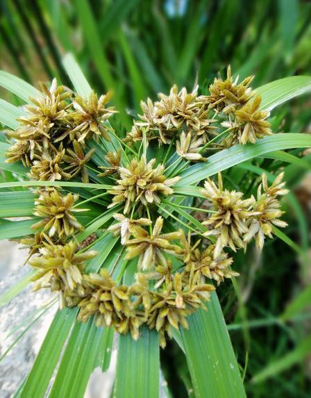 小调经散能治疗妇科病吗？女人使用的好处与功效