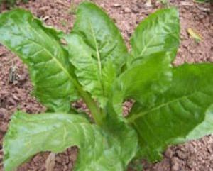 猪毛菜治疗高血压配方、医案、经典案例