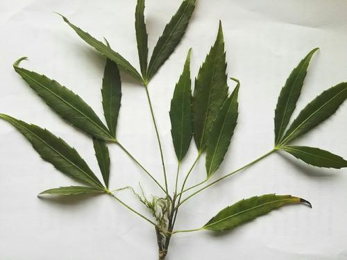 十大功劳叶能治疗妇科病吗?在妇科中的应用