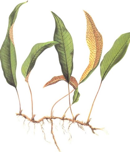 石韦能治疗妇科病吗？在妇科中的应用