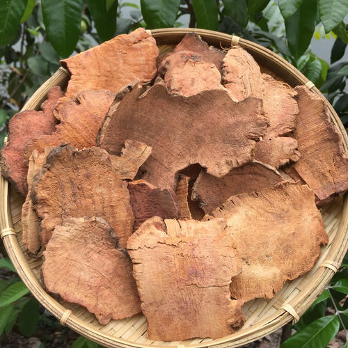 土茯苓能治疗妇科病吗?在妇科中的应用