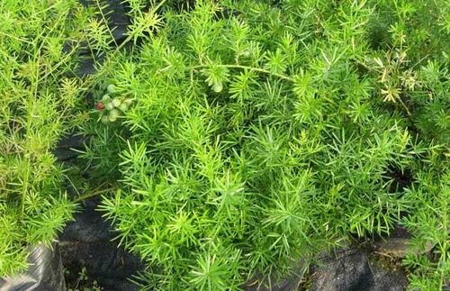 天门冬能治疗妇科病吗？在妇科中的应用