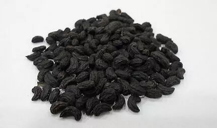 女贞子能治疗妇科病吗？在妇科中的应用