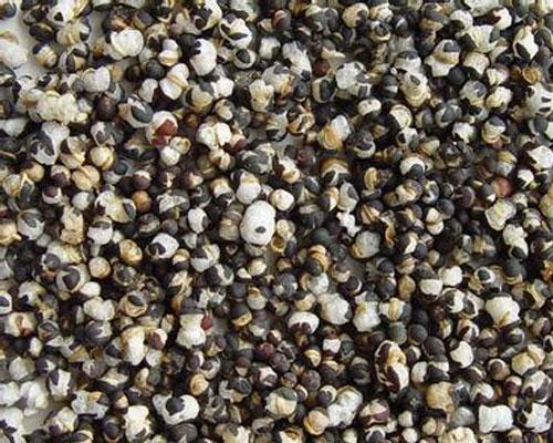 王不留行能治疗妇科病吗？在妇科中的应用