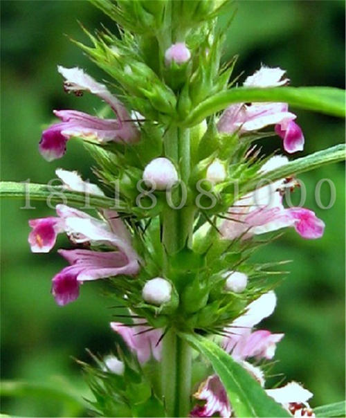 益母草能治疗妇科病吗？在妇科中的应用