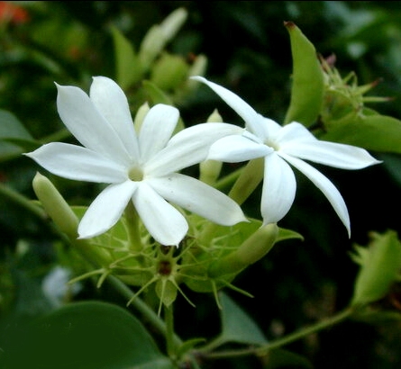 素馨花能治疗妇科病吗？在妇科中的应用