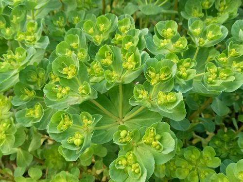 泽漆能治疗妇科病吗？在妇科中的应用