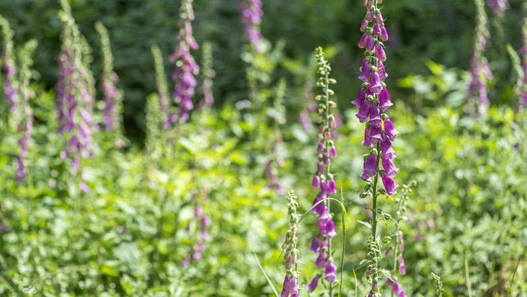 马鞭草能治疗妇科病吗?在妇科中的应用