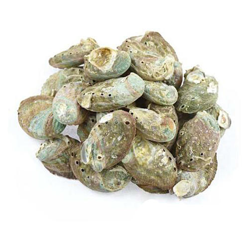 石决明能治疗妇科病吗？在妇科中的应用