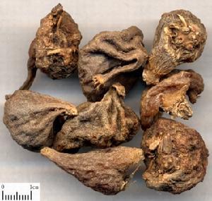 慈菇化脂方治疗脂肪肝配方、医案、方法