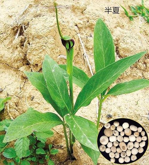 逐痹汤配合针挑疗法治疗类风湿关节炎方法、医案、经典案例