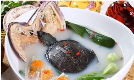 三七炖金钱龟中老年人吃的好处-作用与功效、做法、营养价值