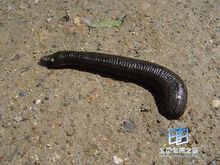 木蛭化斑汤治疗黄褐斑配方、医案、经典案例