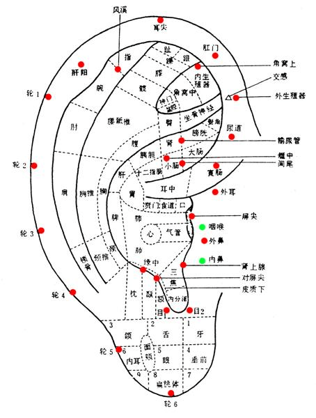 耳穴压籽法治疗黄褐斑配方、医案、经典案例