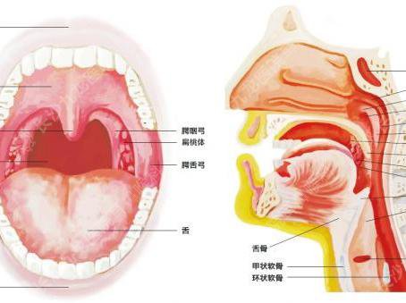 温胆汤加减治慢性咽炎医案、配方