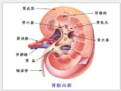 五味消毒饮加减治急性肾盂肾炎医案、配方